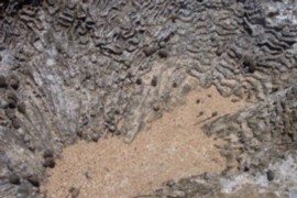 Foto10