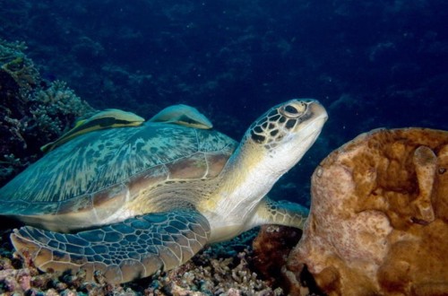 Tartaruga