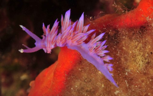 Flabellina affinis