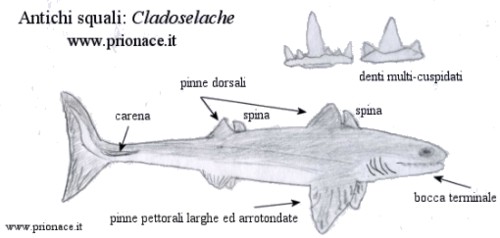 Cladoselache