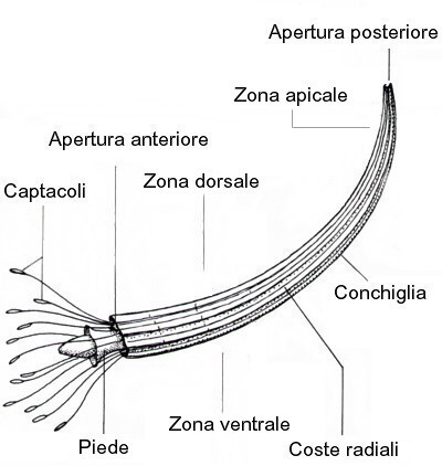 Scafopode tipico