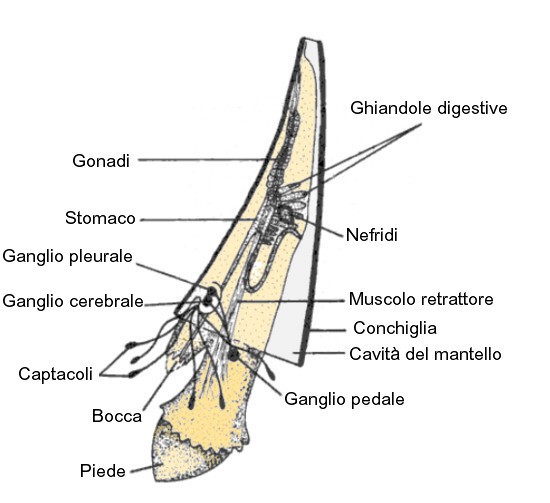 Anatomia Scafopode