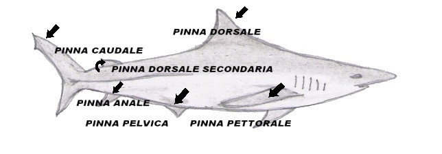 Nomenclatura delle appendici