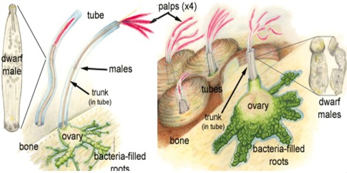 Osedax, schema