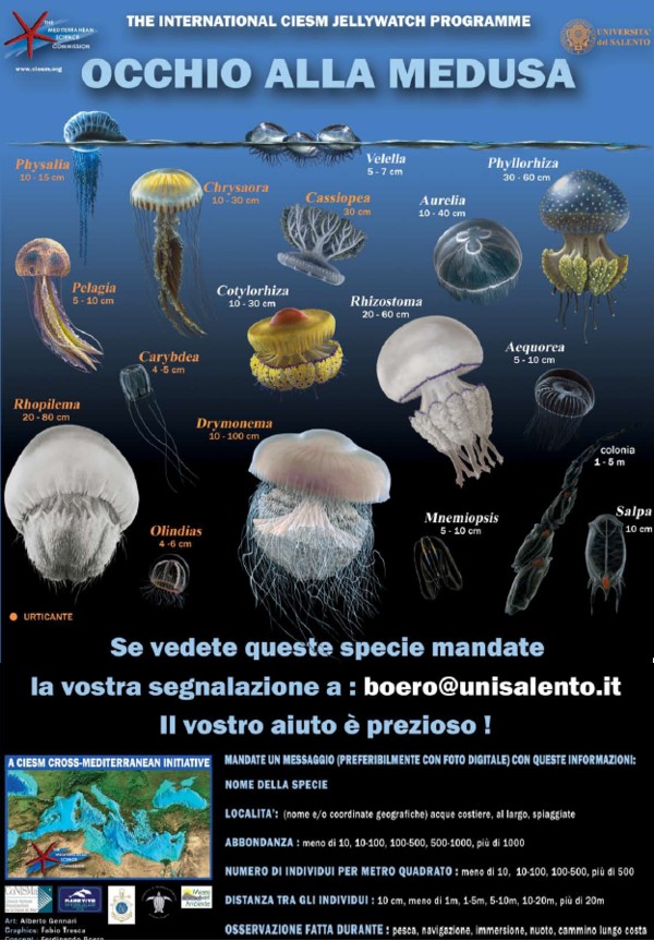 Poster meduse