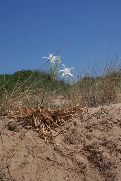 Pancratium maritimum