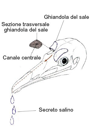 Ghiandola del sale