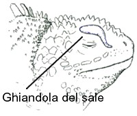 Iguane marine: ghiandola del sale
