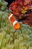 Amphiprion sp