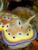 Nudibranco