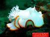 Nudibranco 4