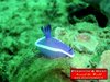 Nudibranco 6