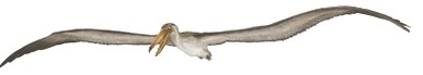 Pelagornis chilensis