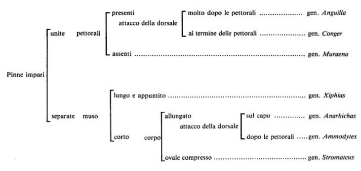 Tabella sinottica teleostei privi di pinne ventrali