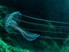 Pelagia noctiluca