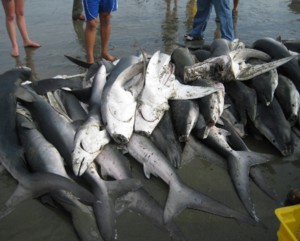 Shark Finning