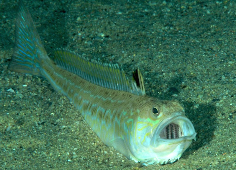 Animali Marini Velenosi La Tracina