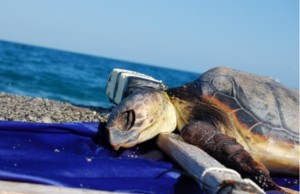 Caretta caretta crocifissa