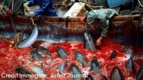 Strage a Taiji di delfini