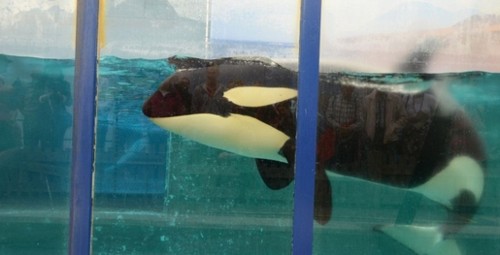 Petizione orca Morgan