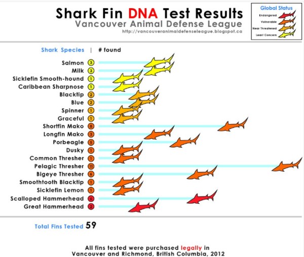 Test genetici pinne squalo