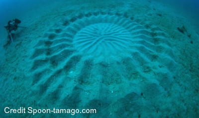 Strani cerchi in fondo al mare