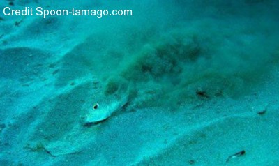 Pesce palla e cerchi in fondo al mare