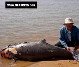 Muoiono i delfini del Mekong