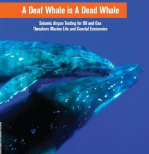 Rapporto Oceana A deaf whaleis a dead whale