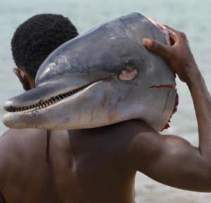 Tanzanian Dolphin Petition