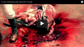 Video Tuna Massacre