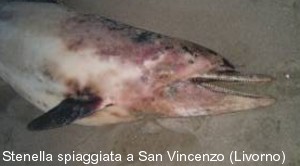 Stenella spiaggiata a San Vincenzo