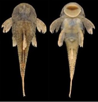 Pesce corazzato