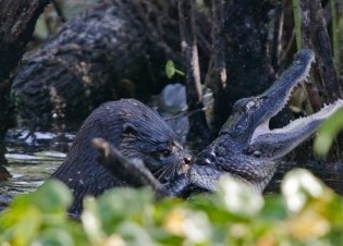 Lontra uccide caimano