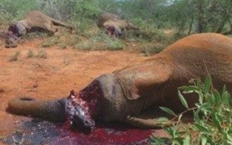Petizione Kenya elefanti
