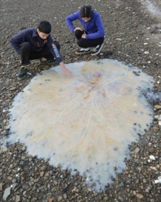Grande medusa scoperta in Australia