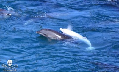 Delfino albino Shoujo