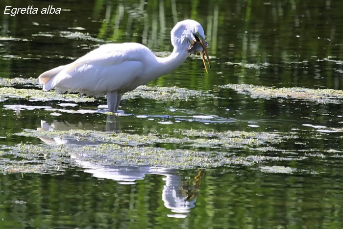 Egretta alba