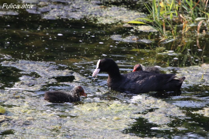 Fulica atra