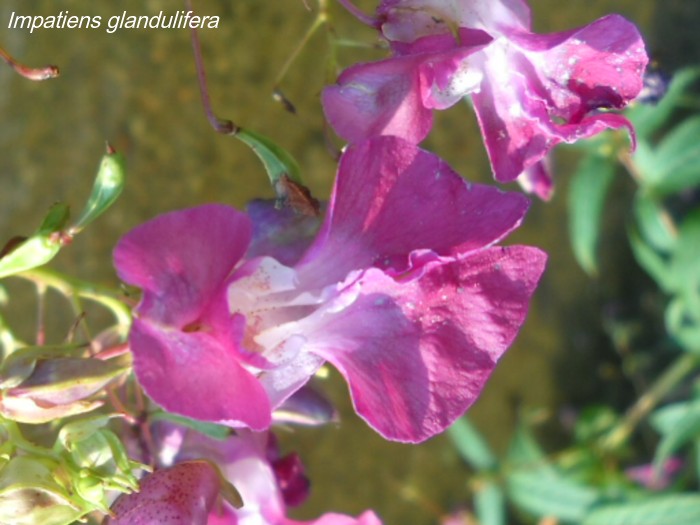 Impatiens glandulifera