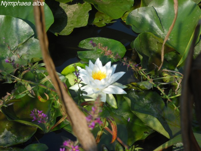 Nymphaea alba