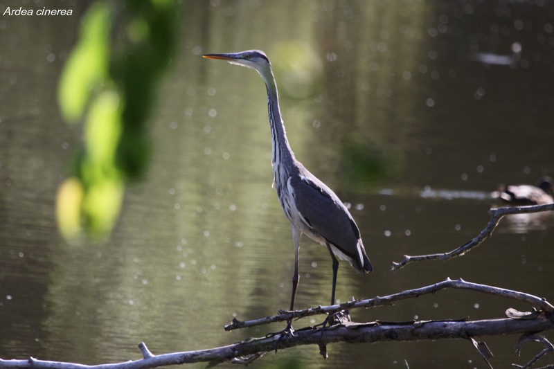 Ardea cinerea