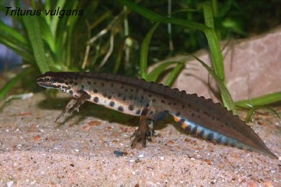 Triturus vulgaris