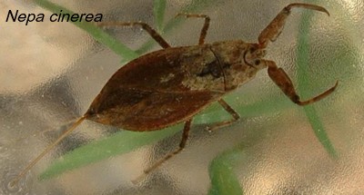 Nepa cinerea