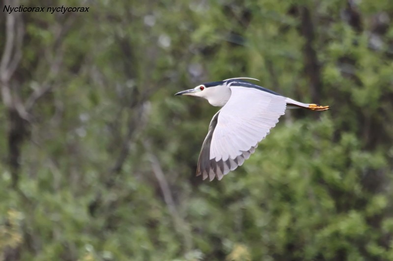 Nycticorax nyctycorax