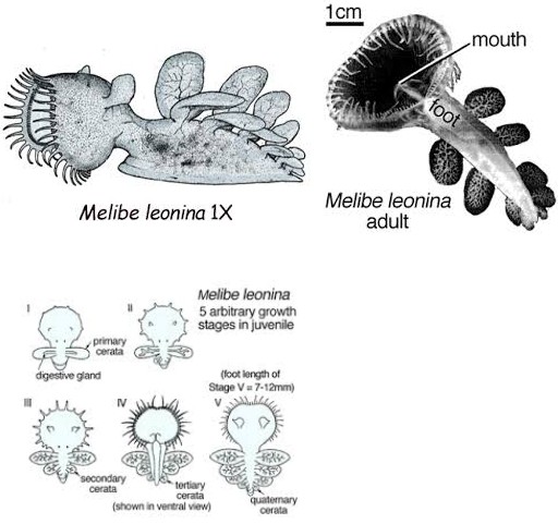 Melibe leonina