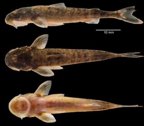 Nuove specie pesci Guyana