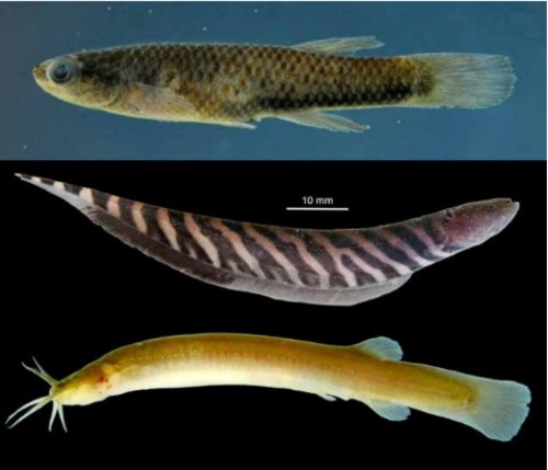 Nuove specie pesci Guyana