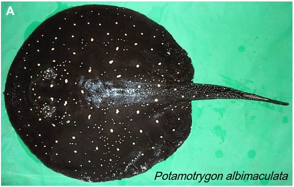 Potamotrygon albimaculata 