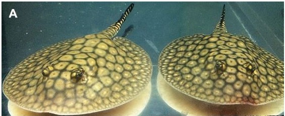 Potamotrygon albimaculata avannotti